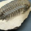 SONY DSC Trilobite Crotalocephalus gibbus