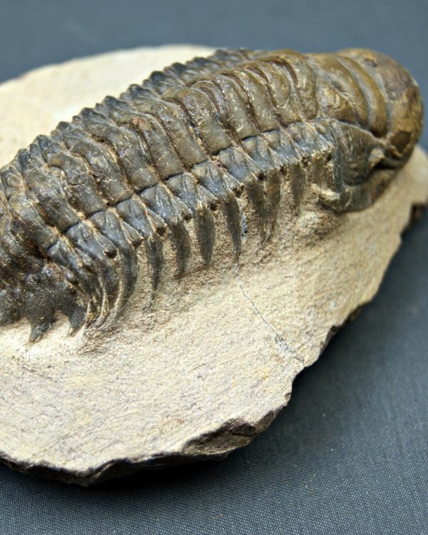 SONY DSC Trilobite Crotalocephalus gibbus