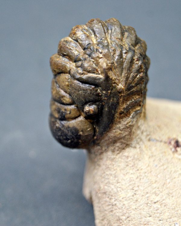 SONY DSC Trilobite Crotalocephalos gibbus