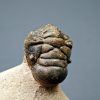 SONY DSC Trilobite Crotalocephalos gibbus