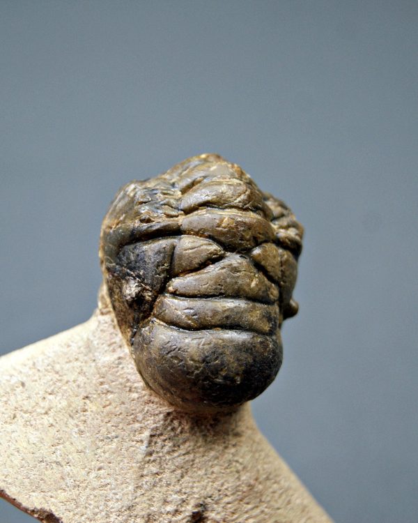 SONY DSC Trilobite Crotalocephalos gibbus