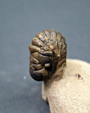 SONY DSC Trilobite Crotalocephalos gibbus