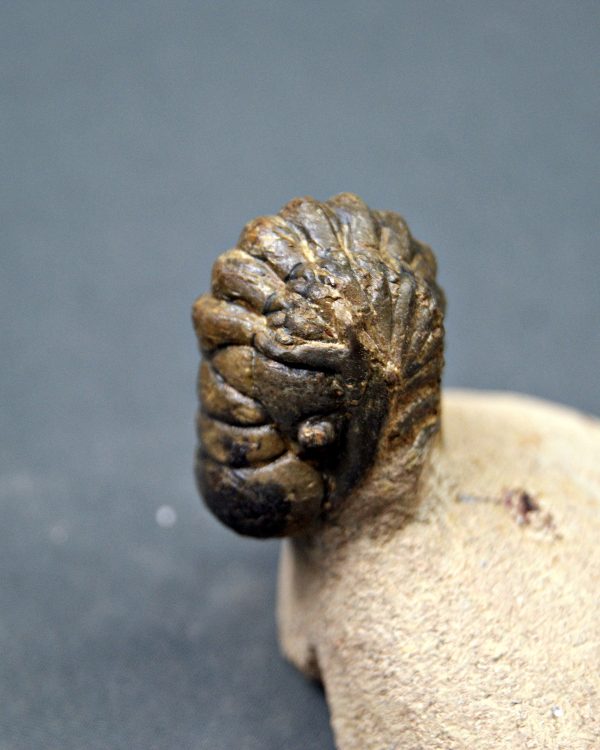 SONY DSC Trilobite Crotalocephalos gibbus