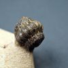 SONY DSC Trilobite Crotalocephalos gibbus