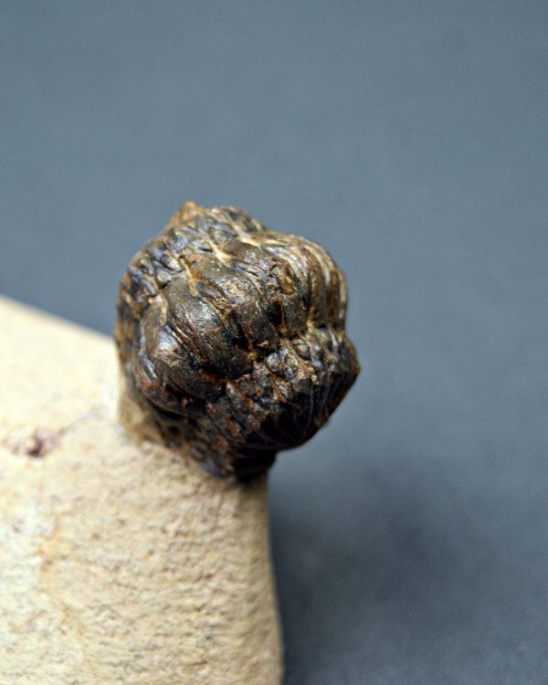 SONY DSC Trilobite Crotalocephalos gibbus