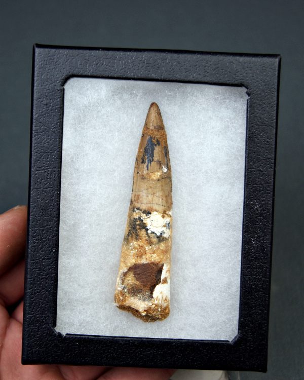 Diente de Spinosaurus aegyptiacus