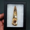 Diente de Spinosaurus aegyptiacus
