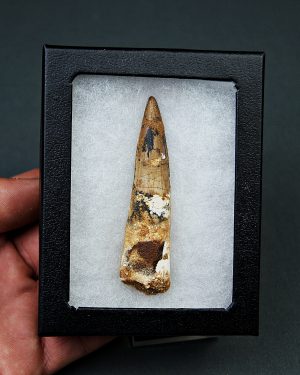 Diente de Spinosaurus aegyptiacus