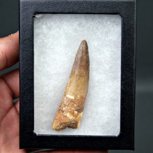 Diente de Spinosaurus aegyptiacus