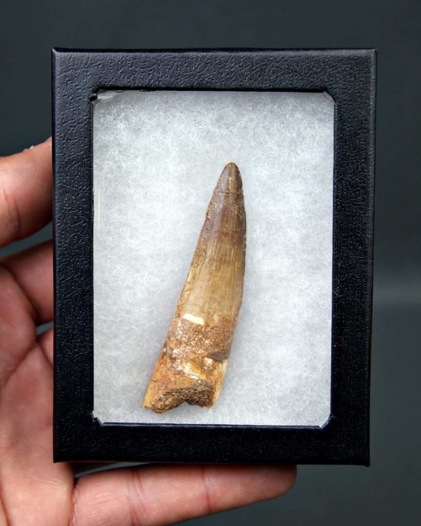 Diente de Spinosaurus aegyptiacus