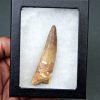 Diente de Spinosaurus aegyptiacus