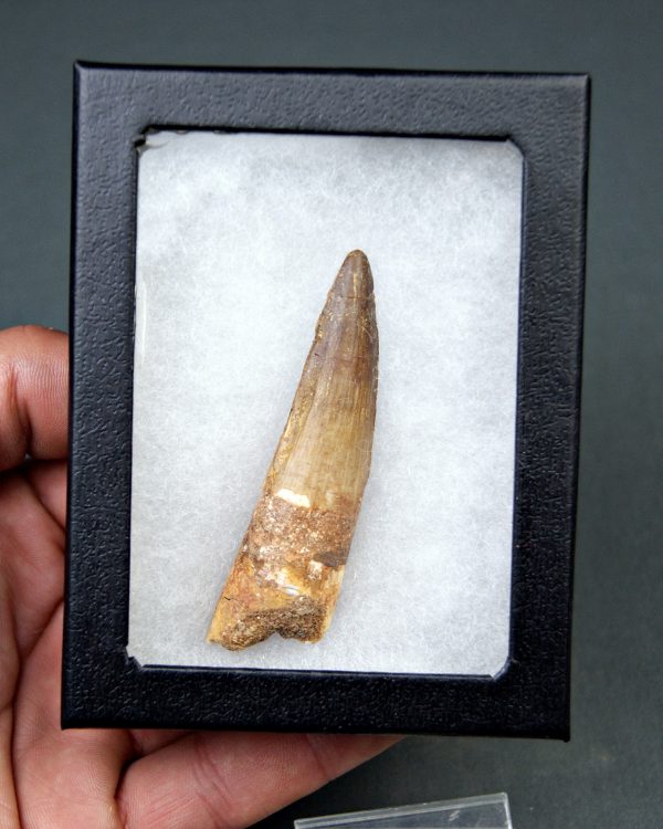 Diente de Spinosaurus aegyptiacus