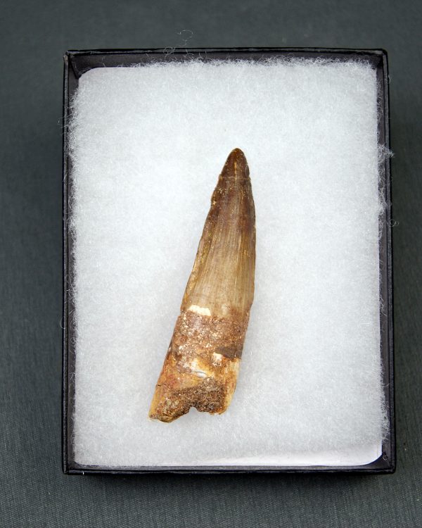 Diente de Spinosaurus aegyptiacus