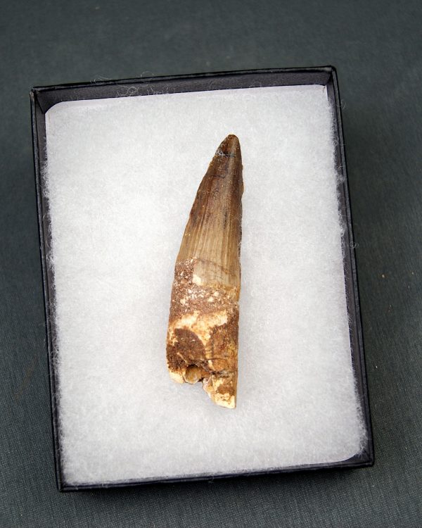Diente de Spinosaurus aegyptiacus