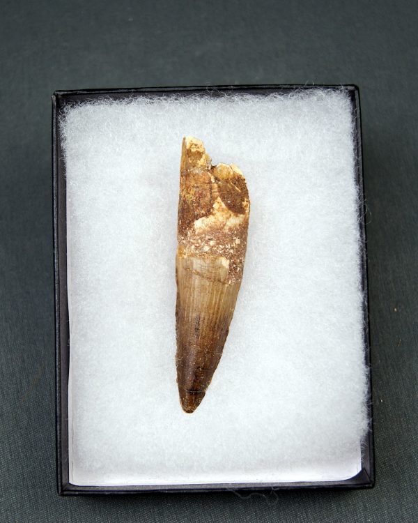 Diente de Spinosaurus aegyptiacus