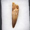 Diente de Spinosaurus aegyptiacus