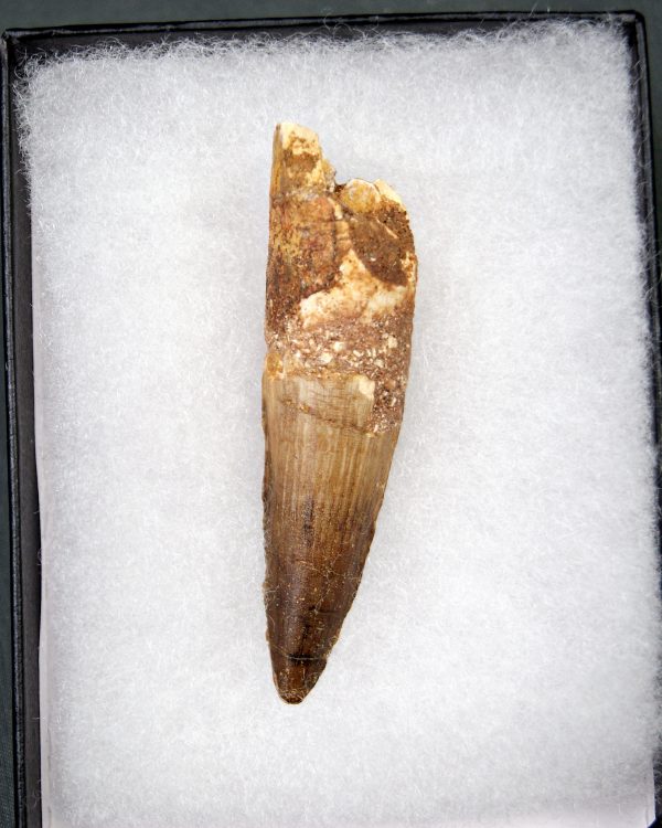 Diente de Spinosaurus aegyptiacus