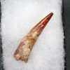 Diente de Coloborhynchus