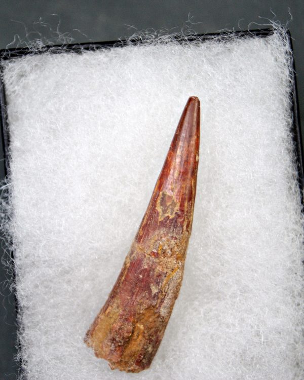 Diente de Coloborhynchus