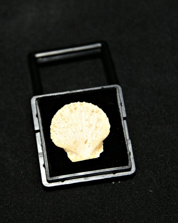 Pecten del Mioceno