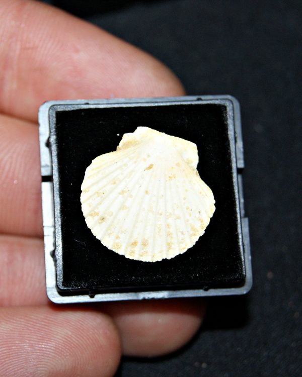 Pecten del Mioceno