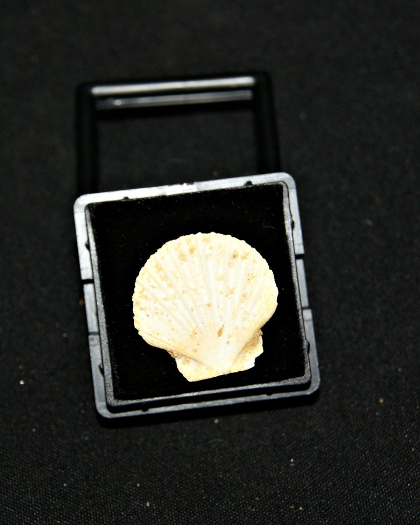 Pecten del Mioceno