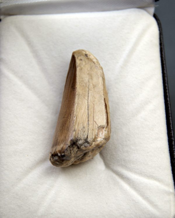 Sarcosuchus imperator