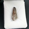 Suchomimus tenerensis