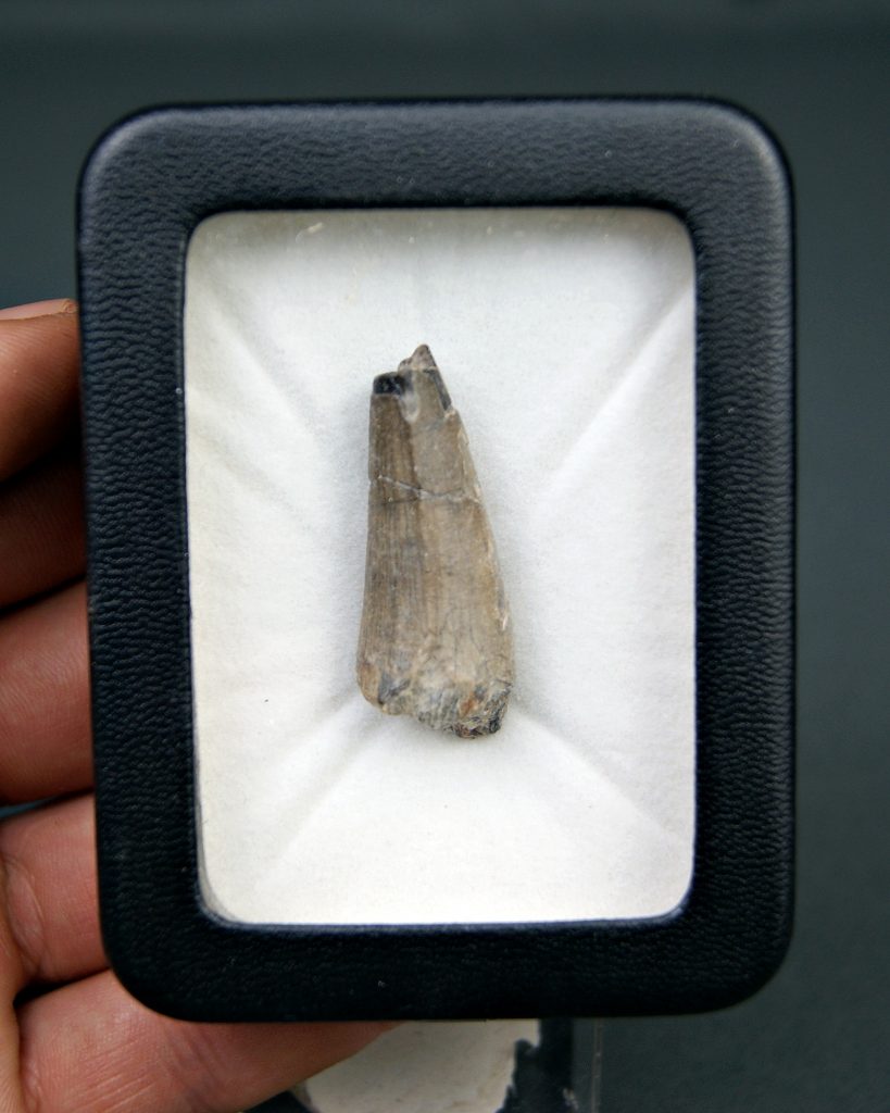 Suchomimus tenerensis
