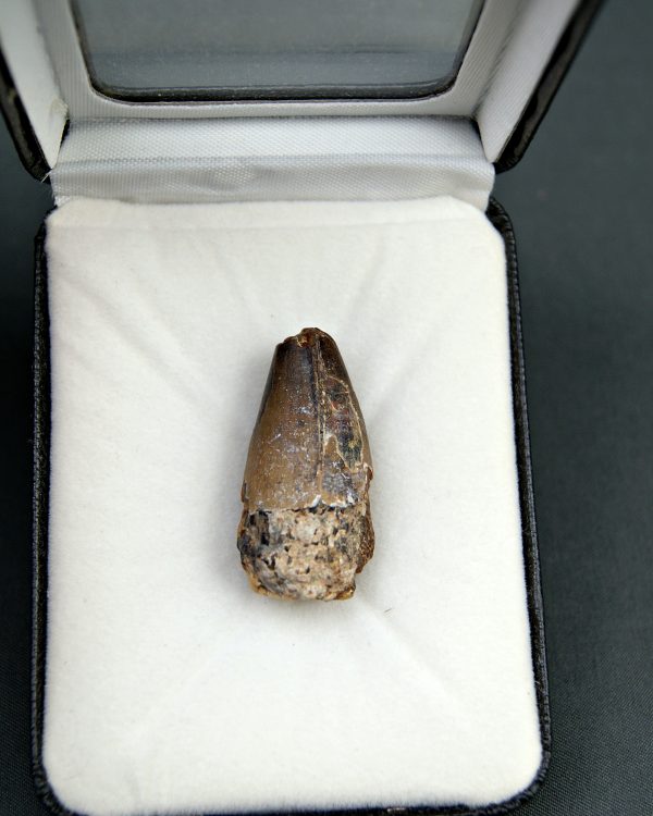 Sarcosuchus imperator