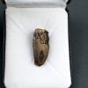 Sarcosuchus imperator