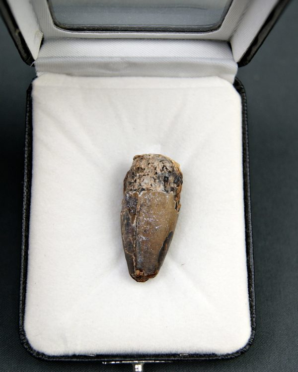 Sarcosuchus imperator
