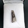 Diente de Suchomimus tenerensis