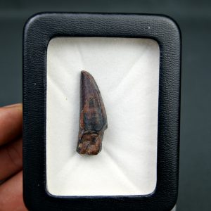 Diente de Suchomimus tenerensis