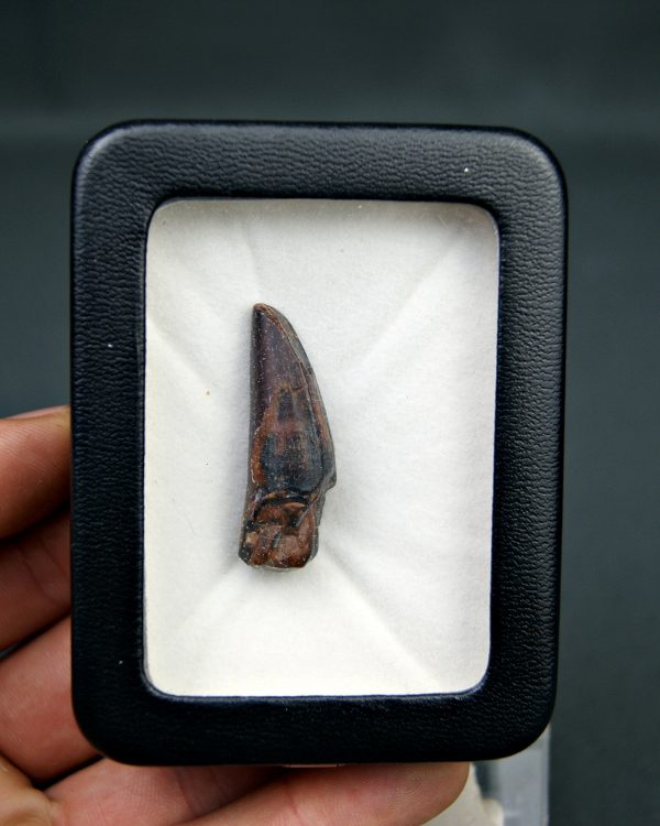 Diente de Suchomimus tenerensis