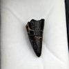Sarcosuchus imperator
