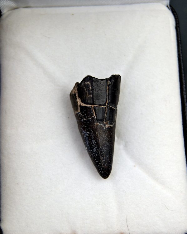 Sarcosuchus imperator