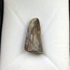 Diente de Suchomimus tenerensis