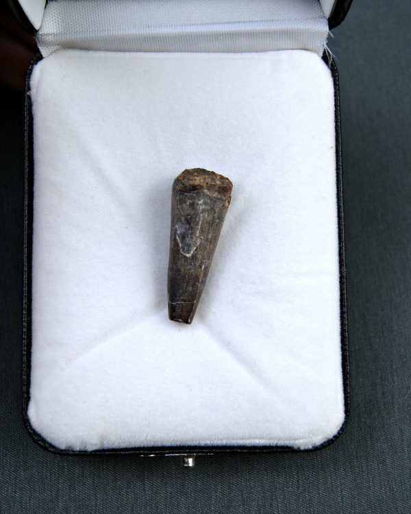 SONY DSC Suchomimus tenerensis