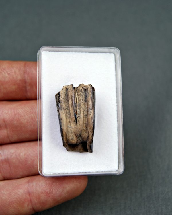 Ciervo Megaloceros