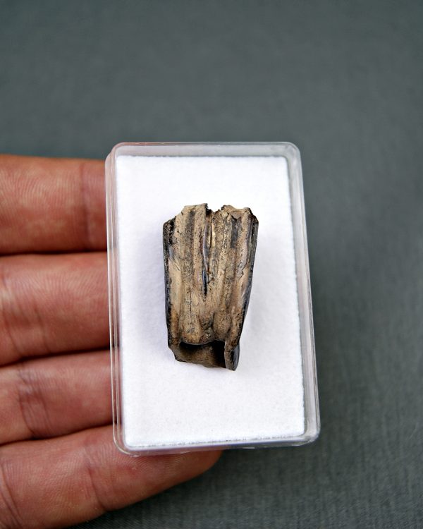 Ciervo Megaloceros