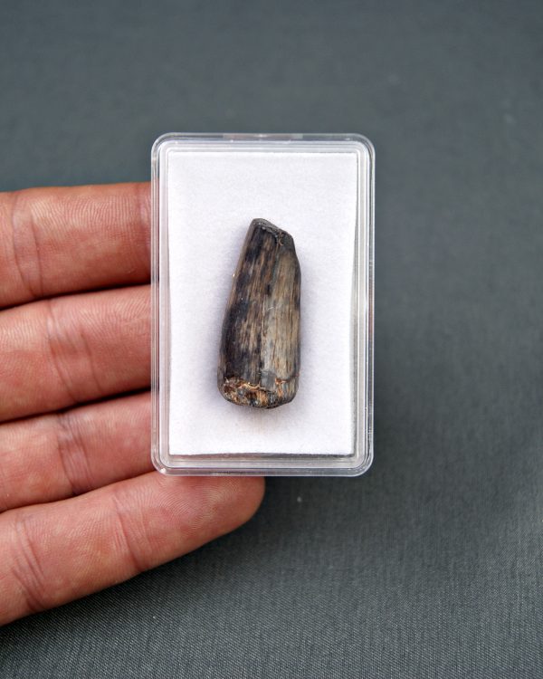 Diente de Suchomimus tenerensis