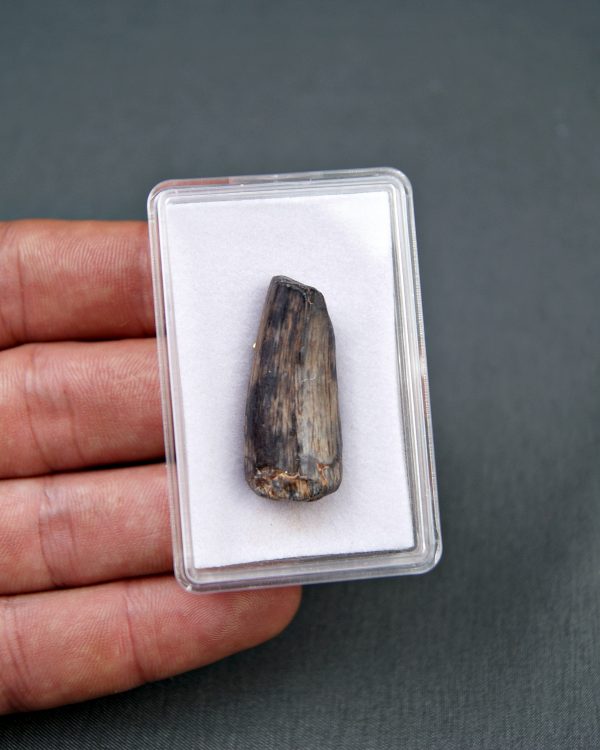 Diente de Suchomimus tenerensis
