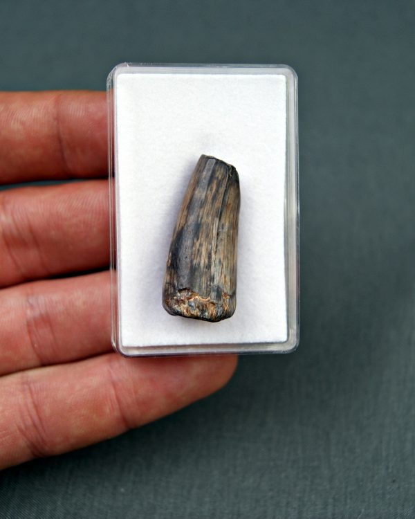 Diente de Suchomimus tenerensis