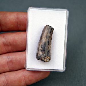 Diente de Suchomimus tenerensis