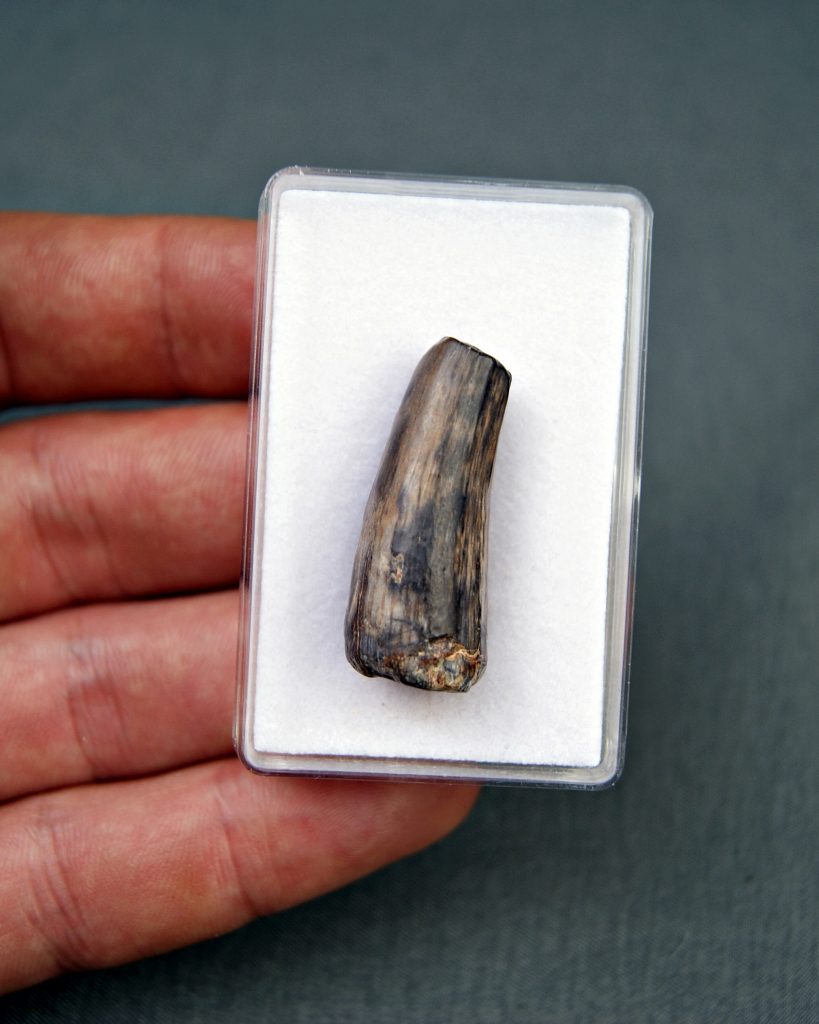 Diente de Suchomimus tenerensis