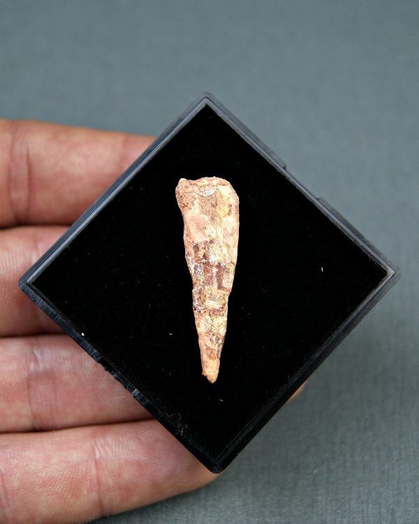Pterosaurio Coloborhynchus