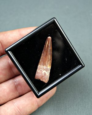 Spinosaurus aegyptiacus Alta calidad