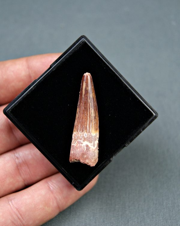 Spinosaurus aegyptiacus Alta calidad