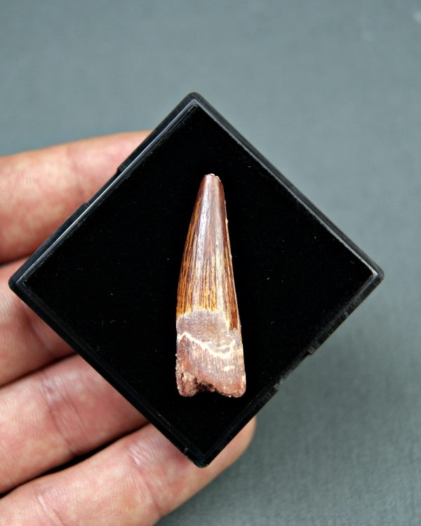 Spinosaurus aegyptiacus Alta calidad